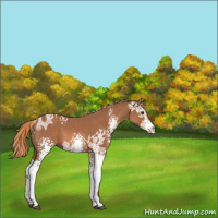 Horse Color:White Spotted Chestnut Ice