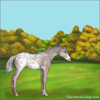 Horse Color:Chocolate Palomino Ice Frame 
