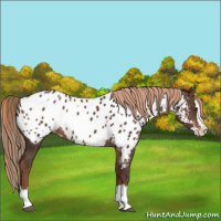 Horse Color:Liver Chestnut Sabino Splash Appaloosa  and Liver Chestnut Sabino Splash Appaloosa 