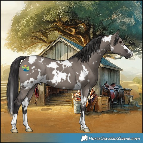 Horse Color:White Spotted Smoky Grullo 