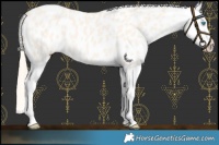 Horse Color:Perlino Dun Tobiano Appaloosa 
