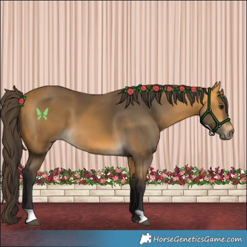 Horse Color:Buckskin 