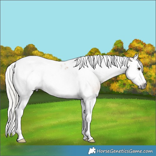 Horse Color:Gray Silver Buckskin Splash Tobiano Frame 