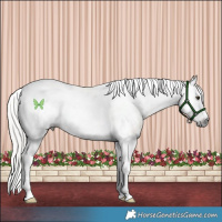 Horse Color:Gray Silver Buckskin Splash Tobiano Frame 