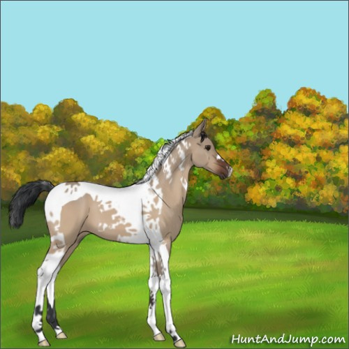 Horse Color:Brown Dun Tobiano 