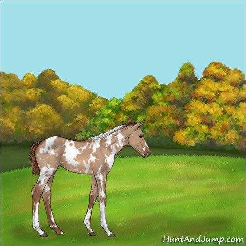 Horse Color:White Spotted Red Dun 
