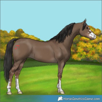 Horse Color:Liver Red Dun 