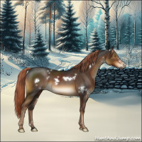 Horse Color:Gray White Spotted Liver Chestnut 