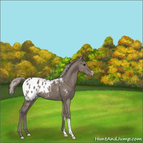 Horse Color:Silver Grullo Appaloosa Brindle 