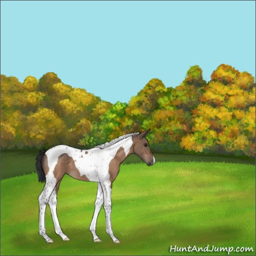 Horse Color:Bay Dun Tobiano 