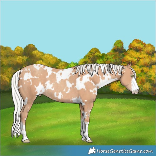 Horse Color:White Spotted Silver Classic Champagne Rabicano 