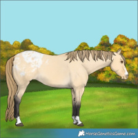 Horse Color:Buckskin Dun Appaloosa 