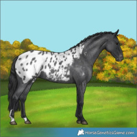 Horse Color:Blue Roan Appaloosa