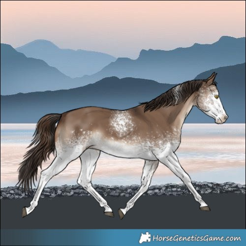 Horse Color:White Spotted Liver Red Dun Tobiano