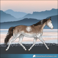 Horse Color:White Spotted Liver Red Dun Tobiano 
