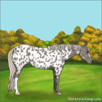 Horse Color:Silver Black Appaloosa 