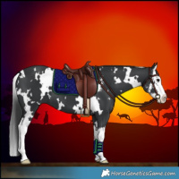 Horse Color:White Spotted Black Sabino Splash