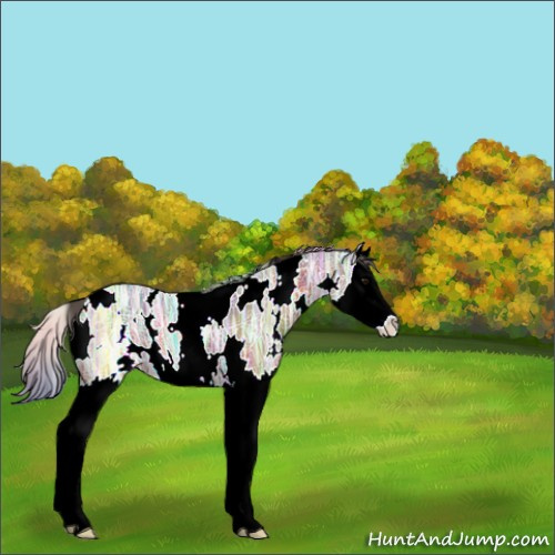 Horse Color:Nacre White Spotted Bay Ice Splash 
