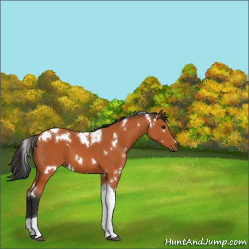 Horse Color:White Spotted Bay Tobiano 