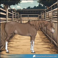 Horse Color:White Spotted Liver Red Dun 