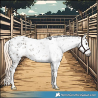 Horse Color:Gray White Spotted Chocolate Palomino Sabino