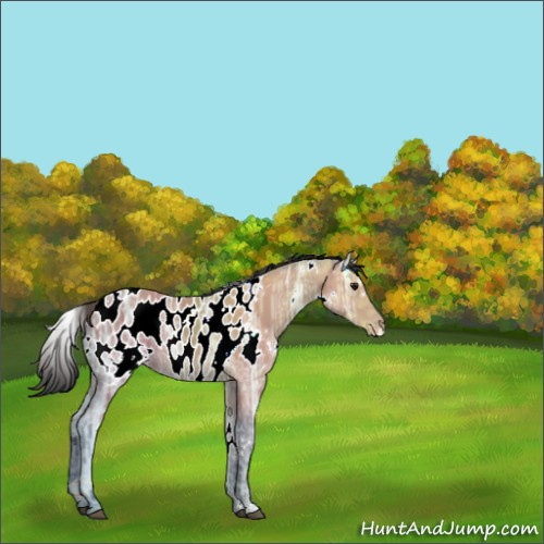 Horse Color:White Spotted Bay Ice Appaloosa 