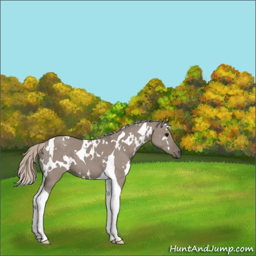 Horse Color:White Spotted Silver Grullo Tobiano 