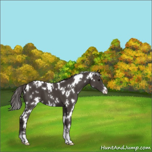 Horse Color:White Spotted Smoky Black Sabino 