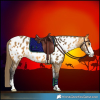 Horse Color:Buckskin Sabino Appaloosa