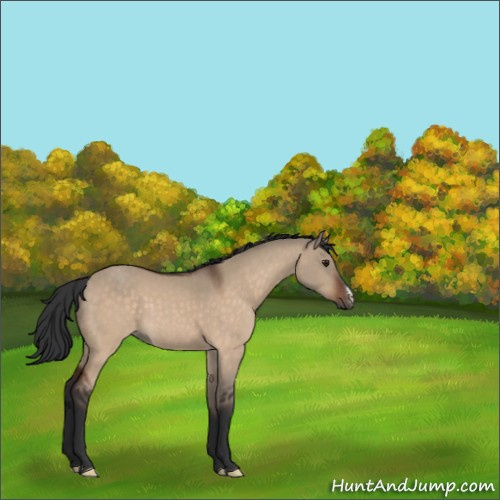 Horse Color:Brown Dun 