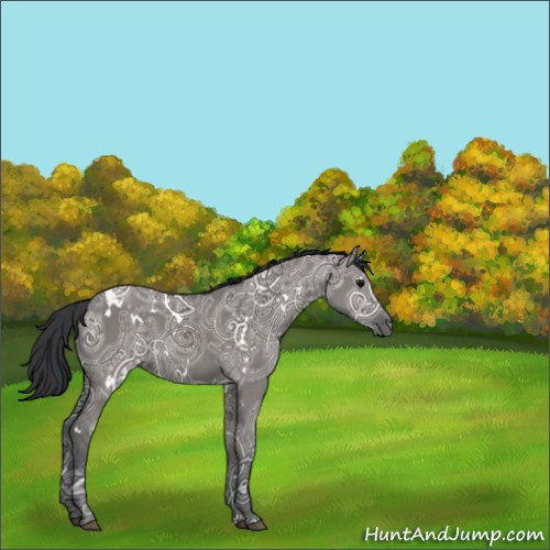 Horse Color:White Spotted Grullo Ice 