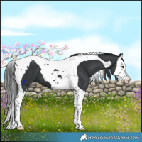 Horse Color:Black Splash Tobiano 