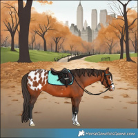 Horse Color:Bay Appaloosa 
