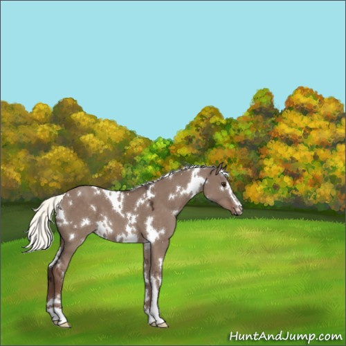 Horse Color:White Spotted Liver Red Dun Mushroom Sabino 