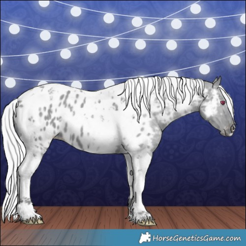 Horse Color:Silver Grullo Chinchilla Tobiano Appaloosa 