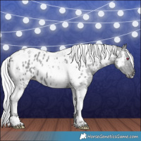 Horse Color:Silver Grullo Chinchilla Tobiano Appaloosa