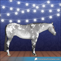 Horse Color:White Spotted Buckskin Chinchilla Dun 