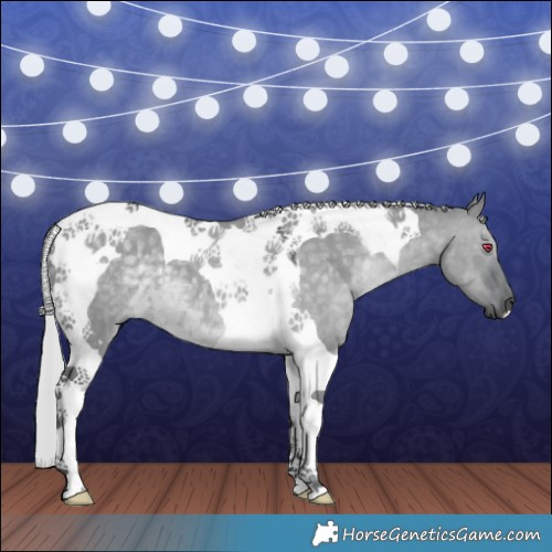 Horse Color:Silver Grullo Chinchilla Tobiano 