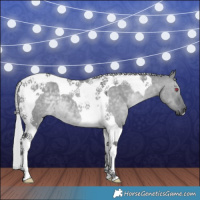 Horse Color:Silver Grullo Chinchilla Tobiano