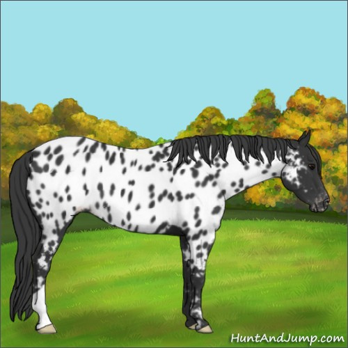 Horse Color:Black Appaloosa 