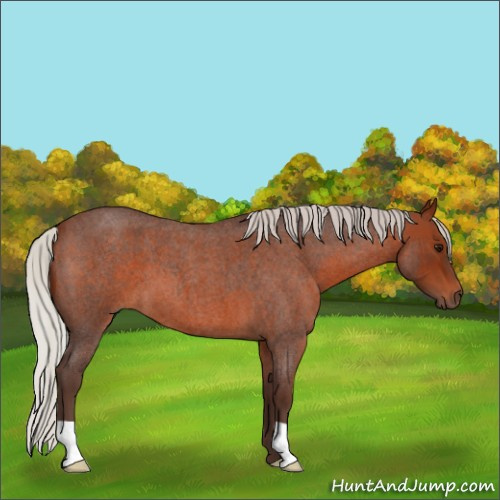 Horse Color:Silver Brown Roan
