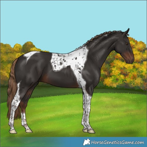 Horse Color:Liver Chestnut Tobiano 