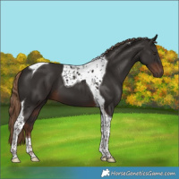 Horse Color:Liver Chestnut Tobiano 
