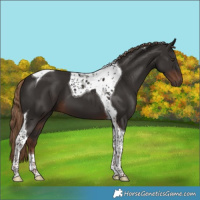 Horse Color:Liver Chestnut Tobiano 