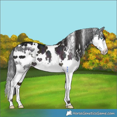 Horse Color:White Spotted Midnight Black Ice Splash 