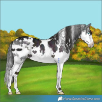 Horse Color:White Spotted Midnight Black Ice Splash 