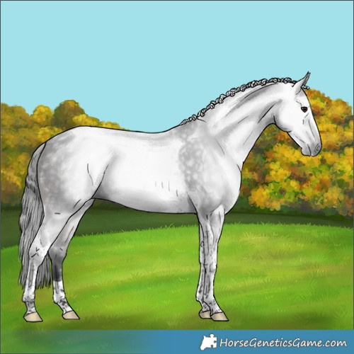 Horse Color:Gray Bay Tobiano 