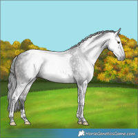 Horse Color:Gray Bay Tobiano