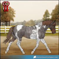 Horse Color:Liver Red Roan Tobiano 