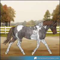 Horse Color:Liver Red Roan Tobiano 